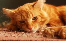 nettoyer pipi de chat comment nettoyer pipi de chat nettoyer pipi de chat comment nettoyer pipi de chat