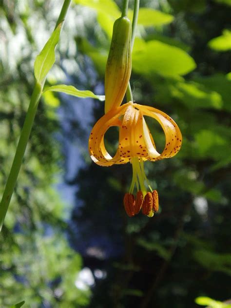 Flower Liliaceae Family Plants List