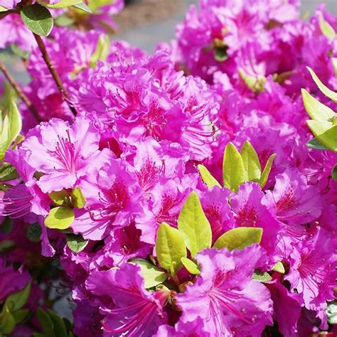 Rhododendron Azalea Seeds – Japanese 15-Color Variety for Garden Beds ...