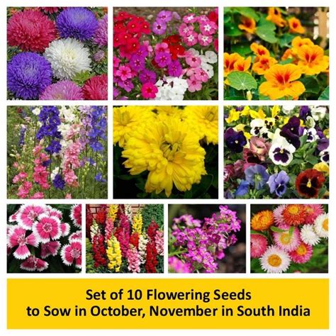 Buy Set of 10 Flowering Seeds to Sow in October, November in South ...