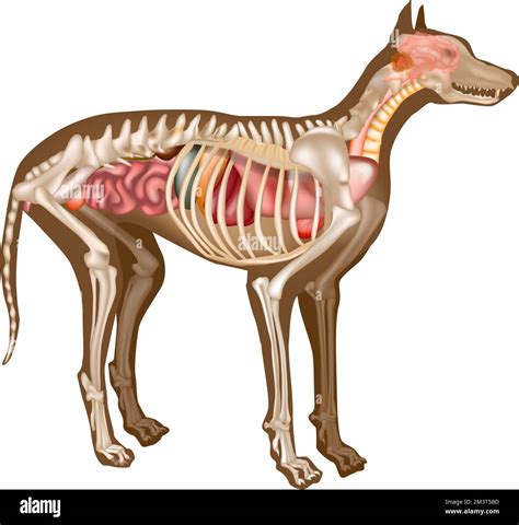 Dog Anatomy Facts at Chris Erickson blog