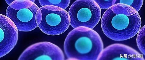 單細胞 的圖片結果