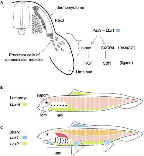 Frontiers | Developmental Evolution of Hypaxial Muscles: Insights From ...
