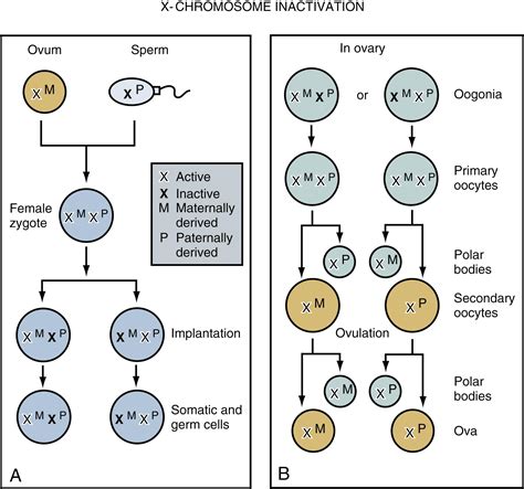 Lifespan Of X Chromosome In Uterus