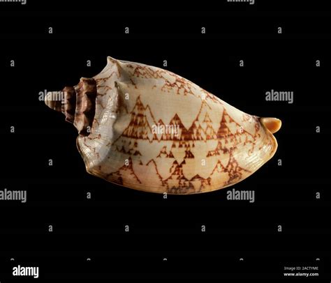Volute sea snail shell. Shell of a volute sea snail (Cymbiola rossiniana). This species of ...