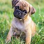 Image result for Teacup Size Dogs