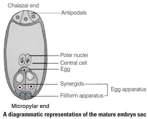 SATHEE: Chapter 01 Sexual Reproduction in Flowering Plants