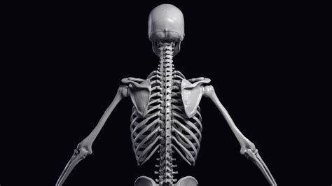 Image result for JSON Skeleton