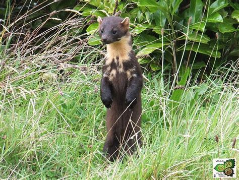 Woodland Volunteer Afternoon -Charcoal Making, Celtic Druid Temple ...