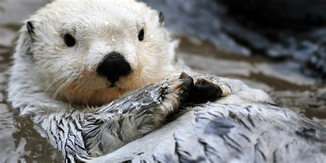 Sea Otter Predators