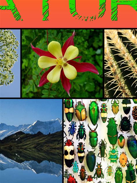 Image result for Math Nature