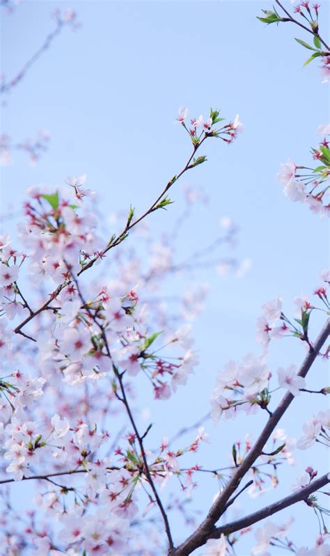 适合春天的樱花壁纸 手机壁纸 桃花 - 堆糖，美图壁纸兴趣社区