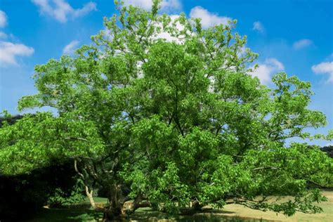 Image result for What Is Box Elder Tree