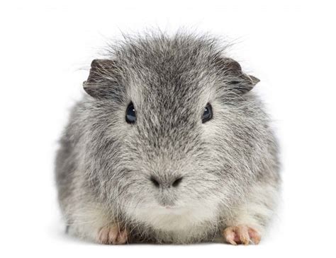 Teddy Guinea Pig - Ultimate guide plus care tips - LittleFurryPets