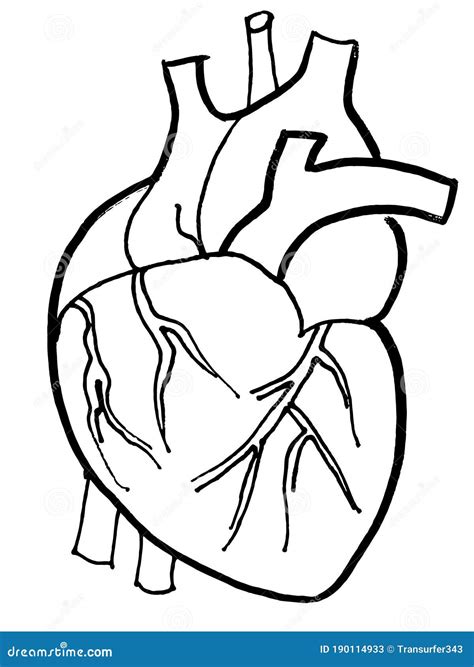 Contour Vector Outline Drawing Of Human Heart Organ. | CartoonDealer ...