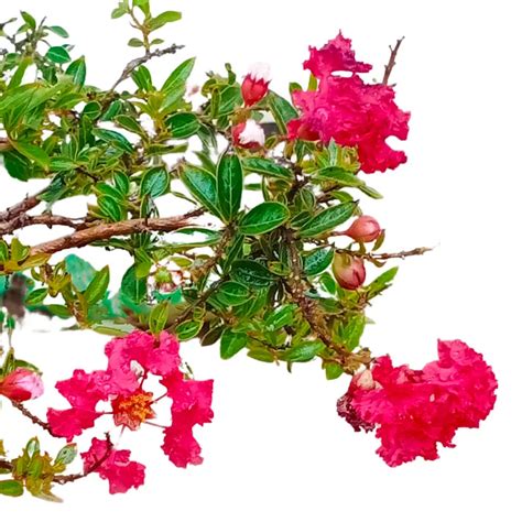 Miniature Crape Myrtle Pink (Lagerstroemia Indica Cherry Dazzle Dwarf ...