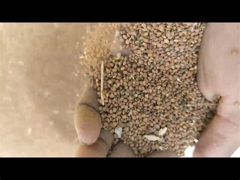 Oil Seeds - Safflower Oil Seeds Manufacturer from Neemuch