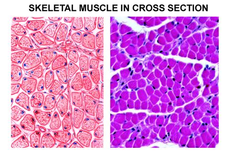 Skeletal Vs Smooth Muscle