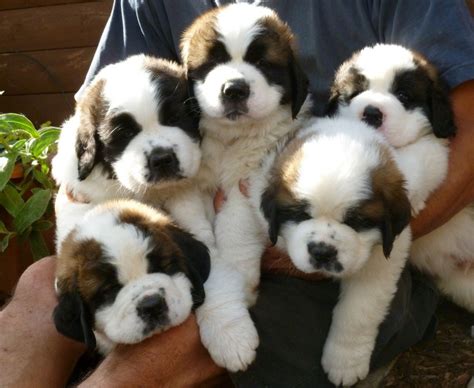 St. Bernard Dog Breed Information, Images, Characteristics, Health