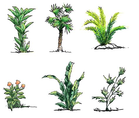How To Draw A Shrub