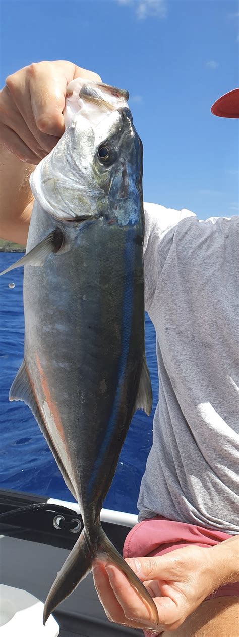 The biggest blue runner I’ve ever caught! Delicious fish! : Fishing