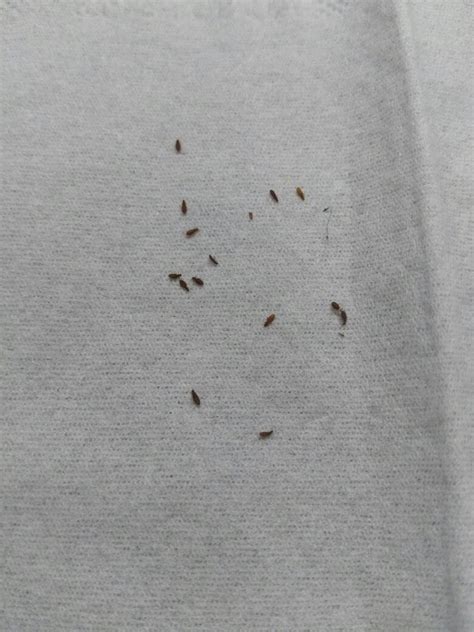 床上的十种虫子及图片 家中常见小虫子图片大全|宠物百科|奇说-红叶网