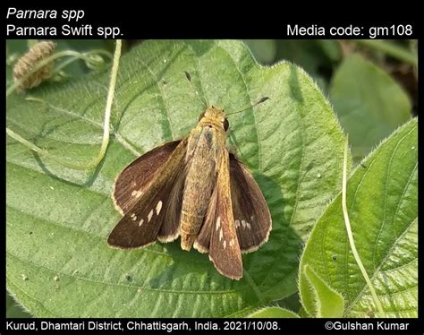 Parnara spp. | Butterfly