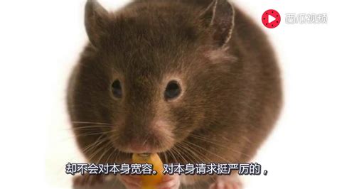 這幾個月出生的生肖鼠一生好命，就是比別人順 - 每日頭條