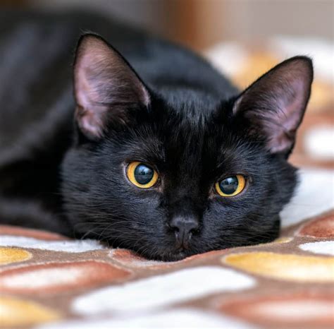 Top Rated Mineral Veterinarian - Lake Anna Veterinary Hospital