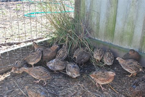 Quail Farms In Ohio at Eula Seay blog