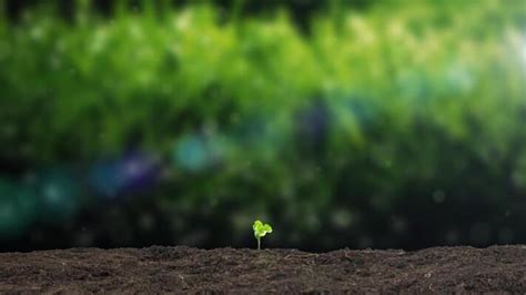 Raspberry Growing Time-Lapse 的图像结果