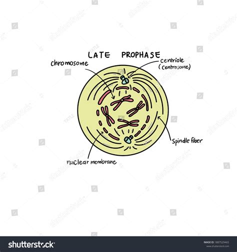 Ilustrasi Stok N Late Prophase Sometimes Called Prometaphase 1887529465 | Shutterstock