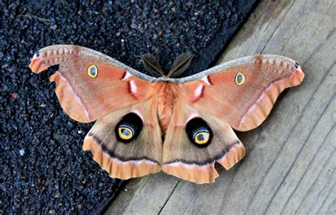 Giant Silk Moth Steemit