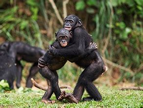 Image result for How Do Humans Mate Images