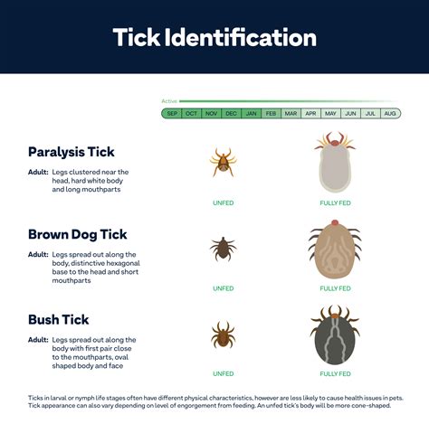 Ticks on Dogs: Identification, Symptoms, Prevention & Treatment