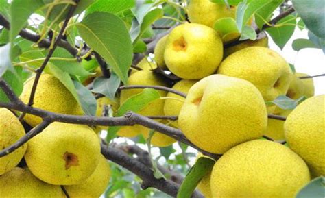 砀山酥梨2018年价格上涨，地窖梨价格最高 - 水果行情 - 绿果网