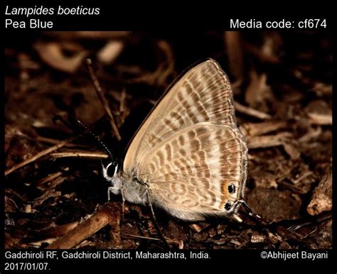 Lampides boeticus | Butterfly