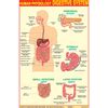 HUMAN DIGESTIVE SYSTEM CHART SIZE 50 X 75 CMS
