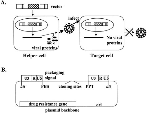 Gene Vector 的图像结果