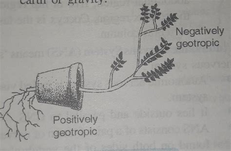 what is phototropism and geotropism? with labelled diagram describe an ...