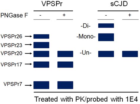 Prions in Variably Protease-Sensitive Prionopathy: An Update