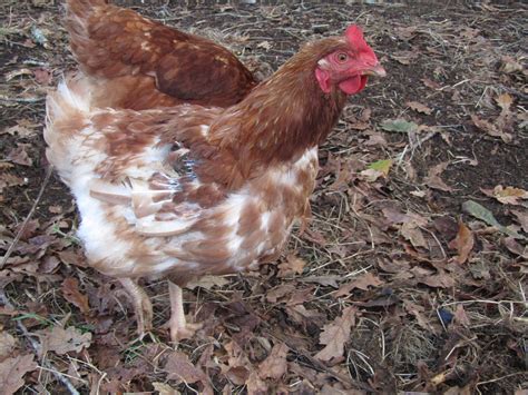 Python vs Chick 的图像结果