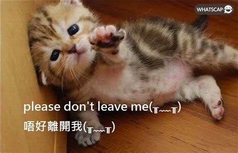 please dont leave me | Whatscap