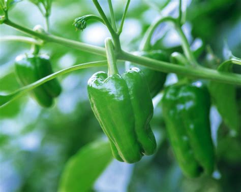 Download Radiant Green Bell Pepper Fruit Plant Wallpaper | Wallpapers.com