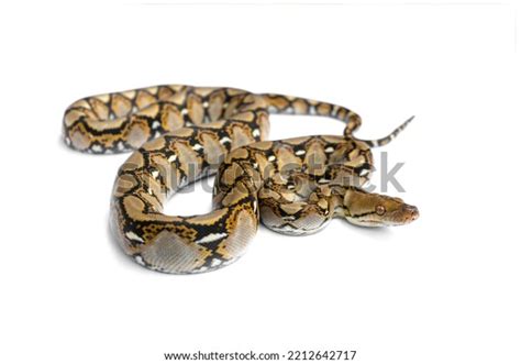 Image result for Baby Reticulated Python