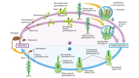 Virtual Lab of Bryophytes - Liverworts 苔 (Hepatophyta) Marchantia 地錢