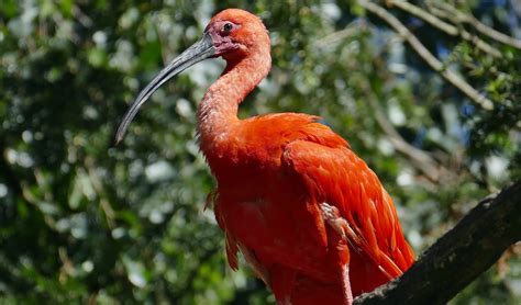 Scarlet ibis facts, distribution & population | BioDB