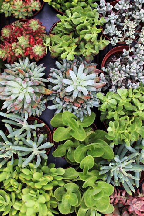 Types Of Succulents With Flowers