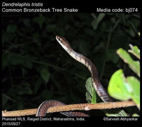 Dendrelaphis tristis (Daudin, 1803) - Common Bronzeback Tree Snake ...