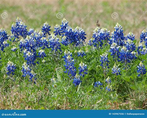 The State Flower of Texas since 1901 Stock Photo - Image of johnson ...